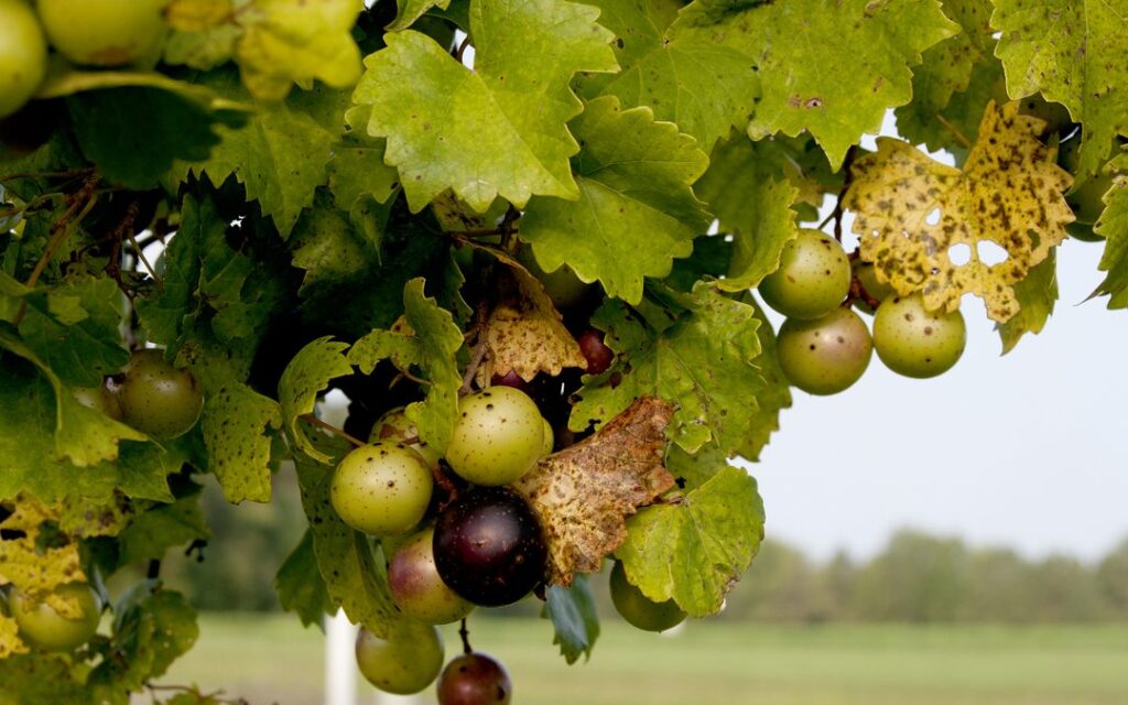 Muscadines: The Best Plants for a Deer Orchard