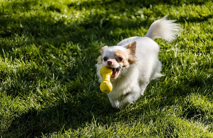 How to choose a dog puzzle toy